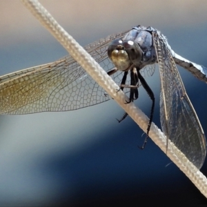 Orthetrum caledonicum at Basalt, QLD - 16 Nov 2020