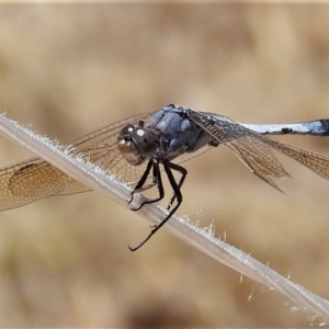 Orthetrum caledonicum at Basalt, QLD - 16 Nov 2020