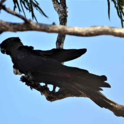 Calyptorhynchus banksii (Red-tailed Black-cockatoo) at Breddan, QLD - 20 Oct 2020 by TerryS