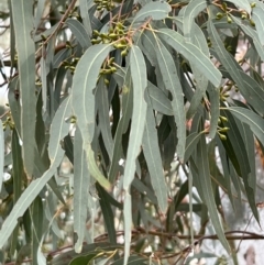 Eucalyptus mannifera subsp. mannifera at Murrumbateman, NSW - 3 Dec 2021