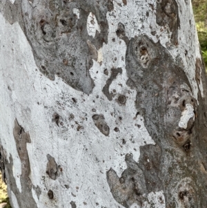 Eucalyptus mannifera subsp. mannifera at Murrumbateman, NSW - 3 Dec 2021