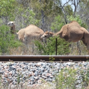 Camelus dromedarius at Homestead, QLD - 21 Oct 2020