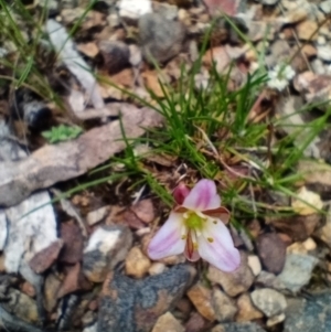 Laxmannia gracilis at Corang, NSW - 3 Dec 2021