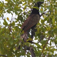 Centropus phasianinus (Pheasant Coucal) at Southern Cross, QLD - 7 Dec 2020 by TerryS