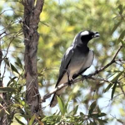 Coracina novaehollandiae (Black-faced Cuckooshrike) at Homestead, QLD - 15 Nov 2020 by TerryS