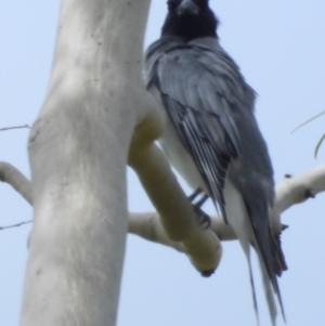 Coracina novaehollandiae at Mosman Park, QLD - 1 Apr 2021 01:34 PM