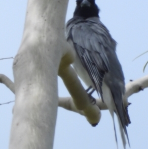 Coracina novaehollandiae at Mosman Park, QLD - 1 Apr 2021