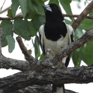 Cracticus nigrogularis at Richmond Hill, QLD - 12 Nov 2020