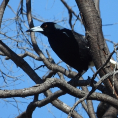 Gymnorhina tibicen (Australian Magpie) at Richmond Hill, QLD - 27 Oct 2020 by TerryS