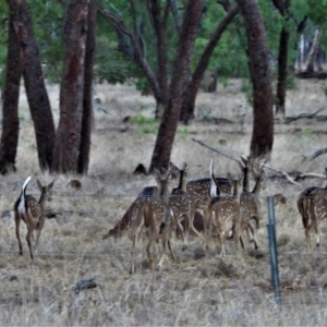 Cervus axis at Basalt, QLD - 11 Dec 2020