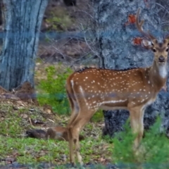Cervus axis (Chital) at Basalt, QLD - 10 Dec 2020 by TerryS