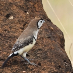Stizoptera bichenovii (Double-barred Finch) at Southern Cross, QLD - 9 Dec 2020 by TerryS