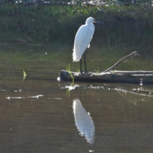 Egretta garzetta at Southern Cross, QLD - 24 Nov 2020 07:40 AM