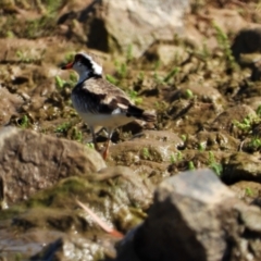 Charadrius melanops (Black-fronted Dotterel) at Breddan, QLD - 20 Oct 2020 by TerryS