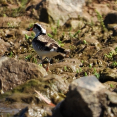 Charadrius melanops (Black-fronted Dotterel) at Breddan, QLD - 20 Oct 2020 by TerryS