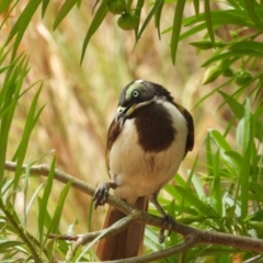 Entomyzon cyanotis (Blue-faced Honeyeater) at Richmond Hill, QLD - 9 Dec 2020 by TerryS