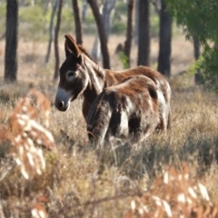 Equus asinus (Donkey) at Basalt, QLD - 2 Dec 2020 by TerryS