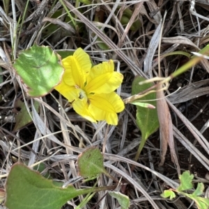 Goodenia hederacea subsp. hederacea at Murrumbateman, NSW - 3 Dec 2021