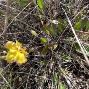 Goodenia hederacea subsp. hederacea at Murrumbateman, NSW - 3 Dec 2021