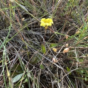 Goodenia hederacea subsp. hederacea at Murrumbateman, NSW - 3 Dec 2021 05:29 PM