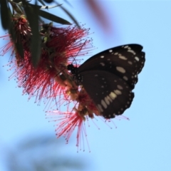 Unidentified Nymph (Nymphalidae) (TBC) at Homestead, QLD - 20 Oct 2020 by TerryS