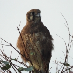 Falco berigora (Brown Falcon) at Queenton, QLD - 26 Oct 2020 by TerryS