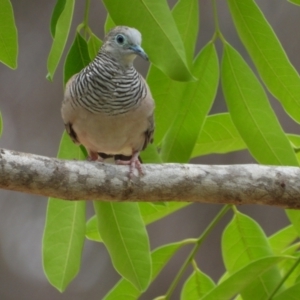 Geopelia placida at Richmond Hill, QLD - 9 Dec 2020