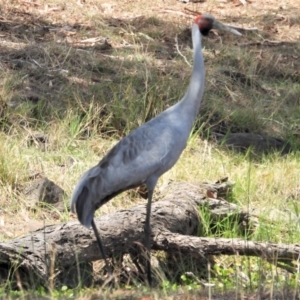 Grus rubicunda at Southern Cross, QLD - 23 Nov 2020 02:18 PM