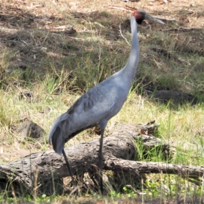 Grus rubicunda (Brolga) at Southern Cross, QLD - 23 Nov 2020 by TerryS