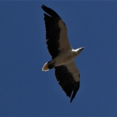Haliaeetus leucogaster (White-bellied Sea-Eagle) at Basalt, QLD - 23 Nov 2020 by TerryS