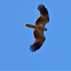 Haliastur sphenurus (Whistling Kite) at Basalt, QLD - 20 Oct 2020 by TerryS