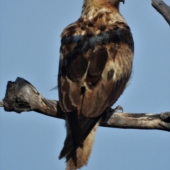 Haliastur sphenurus (Whistling Kite) at Basalt, QLD - 24 Nov 2020 by TerryS