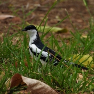 Lalage tricolor at Richmond Hill, QLD - 9 Dec 2020