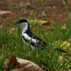 Lalage tricolor (White-winged Triller) at Richmond Hill, QLD - 9 Dec 2020 by TerryS
