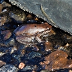 Litoria rubella (Desert Tree Frog, Little Red Tree Frog) at Pentland, QLD - 26 Oct 2020 by TerryS