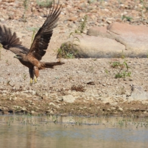 Milvus migrans at Breddan, QLD - 20 Oct 2020