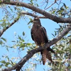 Milvus migrans (Black Kite) at Basalt, QLD - 11 Nov 2020 by TerryS