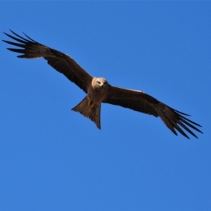 Milvus migrans at Basalt, QLD - 27 Nov 2020 08:43 AM