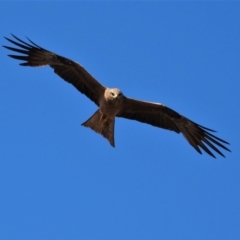 Milvus migrans (Black Kite) at Basalt, QLD - 26 Nov 2020 by TerryS
