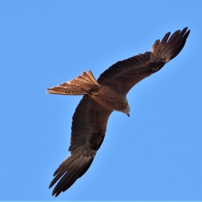 Milvus migrans (Black Kite) at Campaspe, QLD - 26 Nov 2020 by TerryS