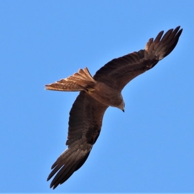 Milvus migrans (Black Kite) at Campaspe, QLD - 27 Nov 2020 by TerryS