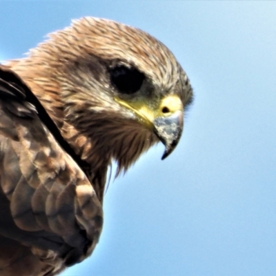 Milvus migrans (Black Kite) at Black Jack, QLD - 27 Nov 2020 by TerryS