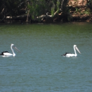 Pelecanus conspicillatus at Breddan, QLD - 20 Oct 2020 02:31 PM