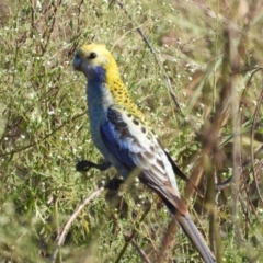 Platycercus adscitus (Pale-headed Rosella) at Southern Cross, QLD - 23 Nov 2020 by TerryS