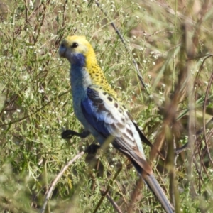 Platycercus adscitus at Southern Cross, QLD - 24 Nov 2020 07:45 AM