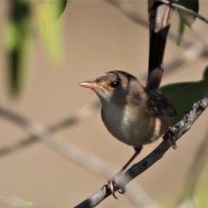 Malurus melanocephalus at Southern Cross, QLD - 17 Nov 2020