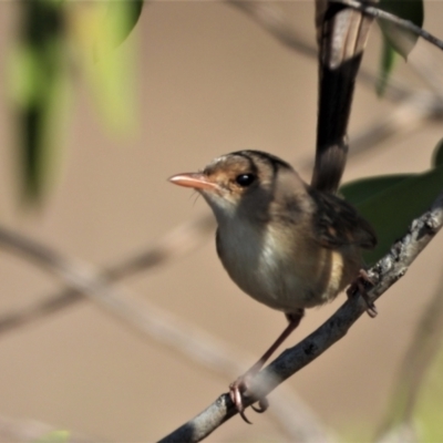 Malurus melanocephalus (Red-backed Fairywren) at Southern Cross, QLD - 16 Nov 2020 by TerryS