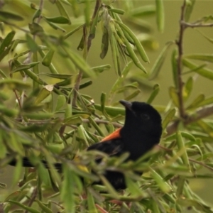 Malurus melanocephalus at Southern Cross, QLD - 9 Dec 2020