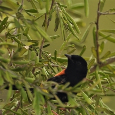 Malurus melanocephalus (Red-backed Fairywren) at Southern Cross, QLD - 8 Dec 2020 by TerryS