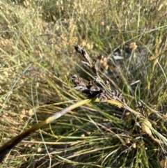 Lepidosperma laterale at Murrumbateman, NSW - 3 Dec 2021